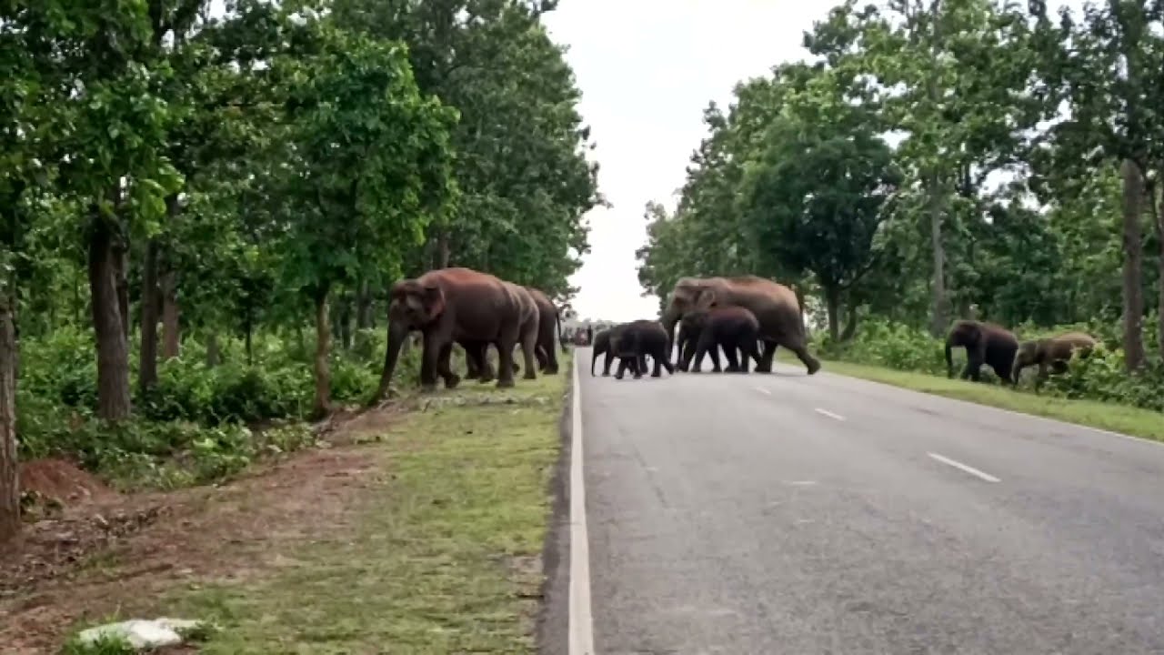 Illegal mining drives elephants into villages in India