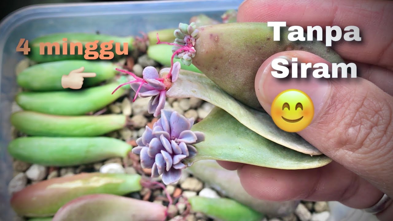 Cara Budidaya Sukulen dengan Stek daun paling mudah , succulent  propagate