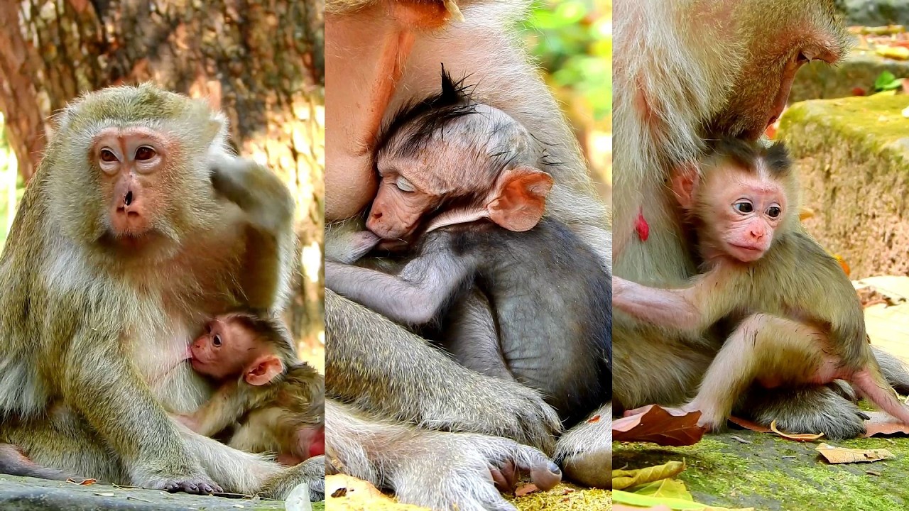 Great time for nursing lovely Jagger till sleeping well on warmly chest.