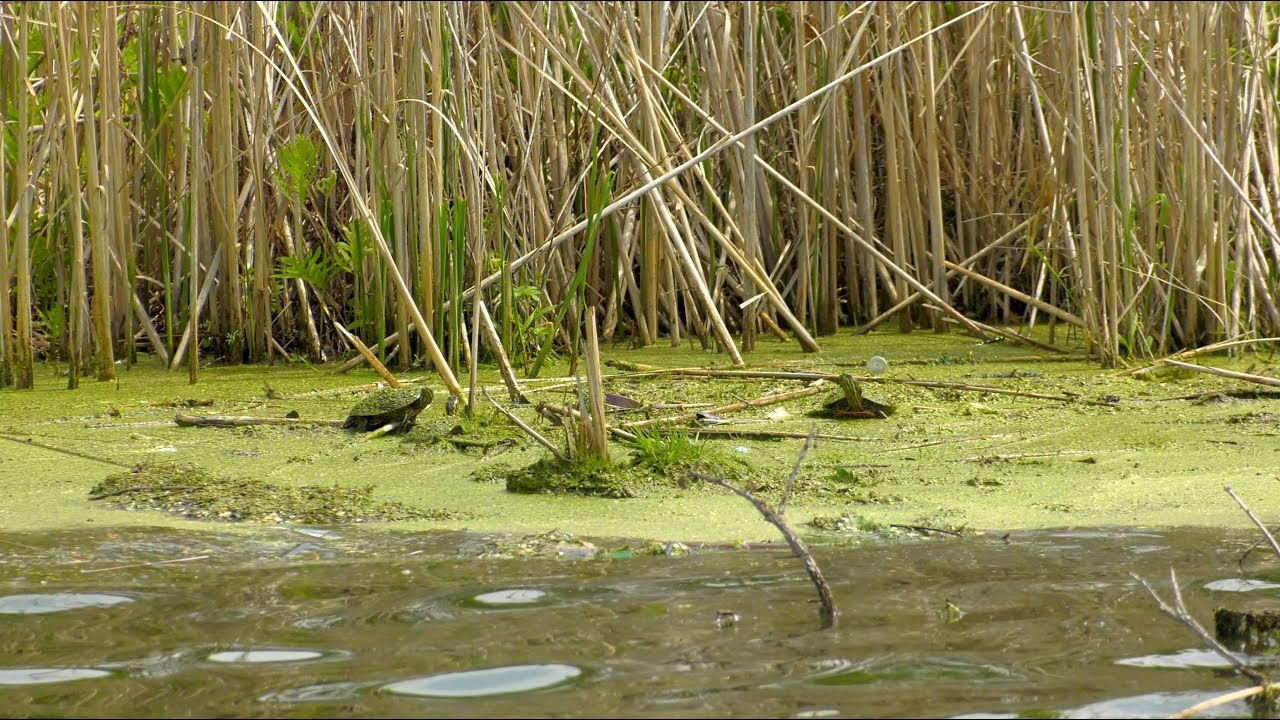 Water Filtration for Wakefield Lake