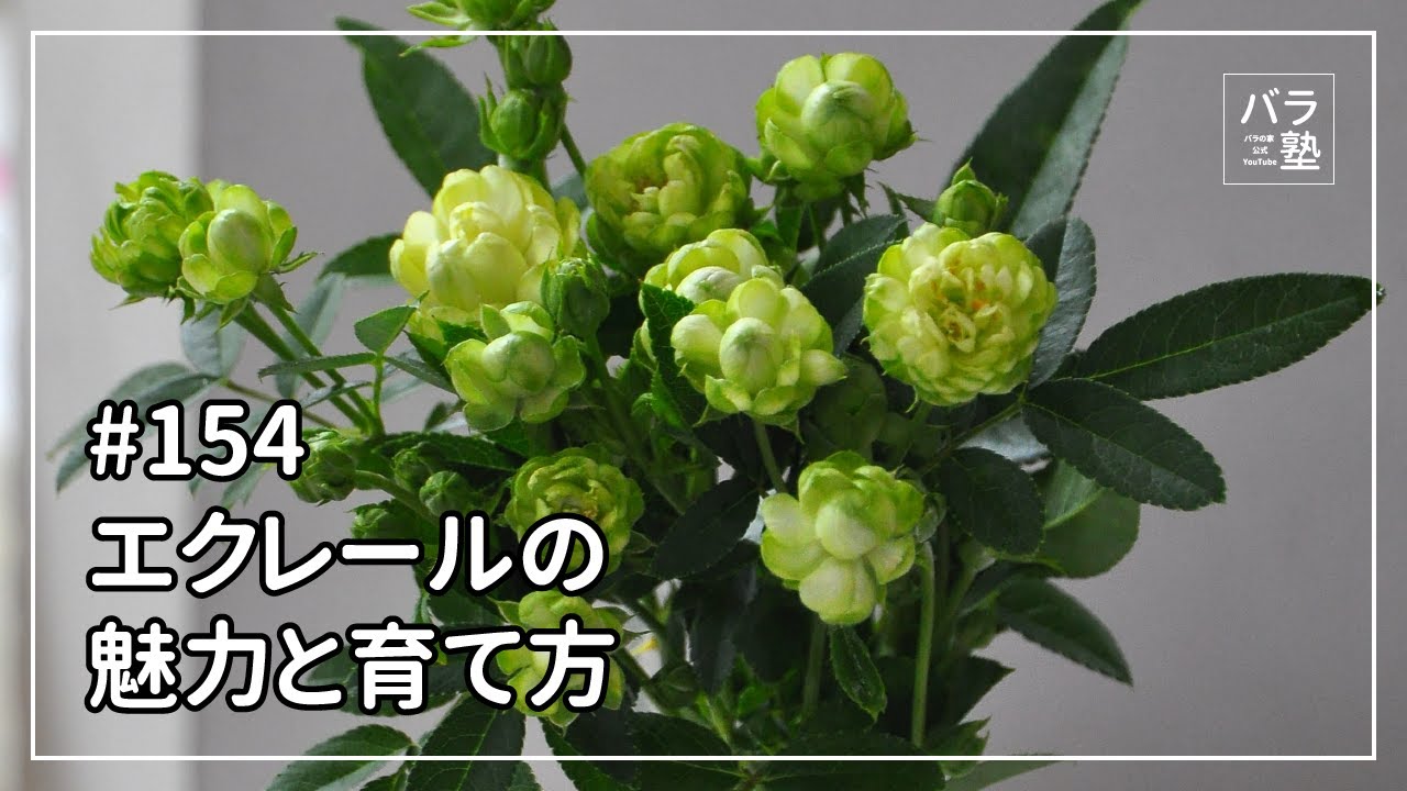 #154 エクレールの魅力と育て方