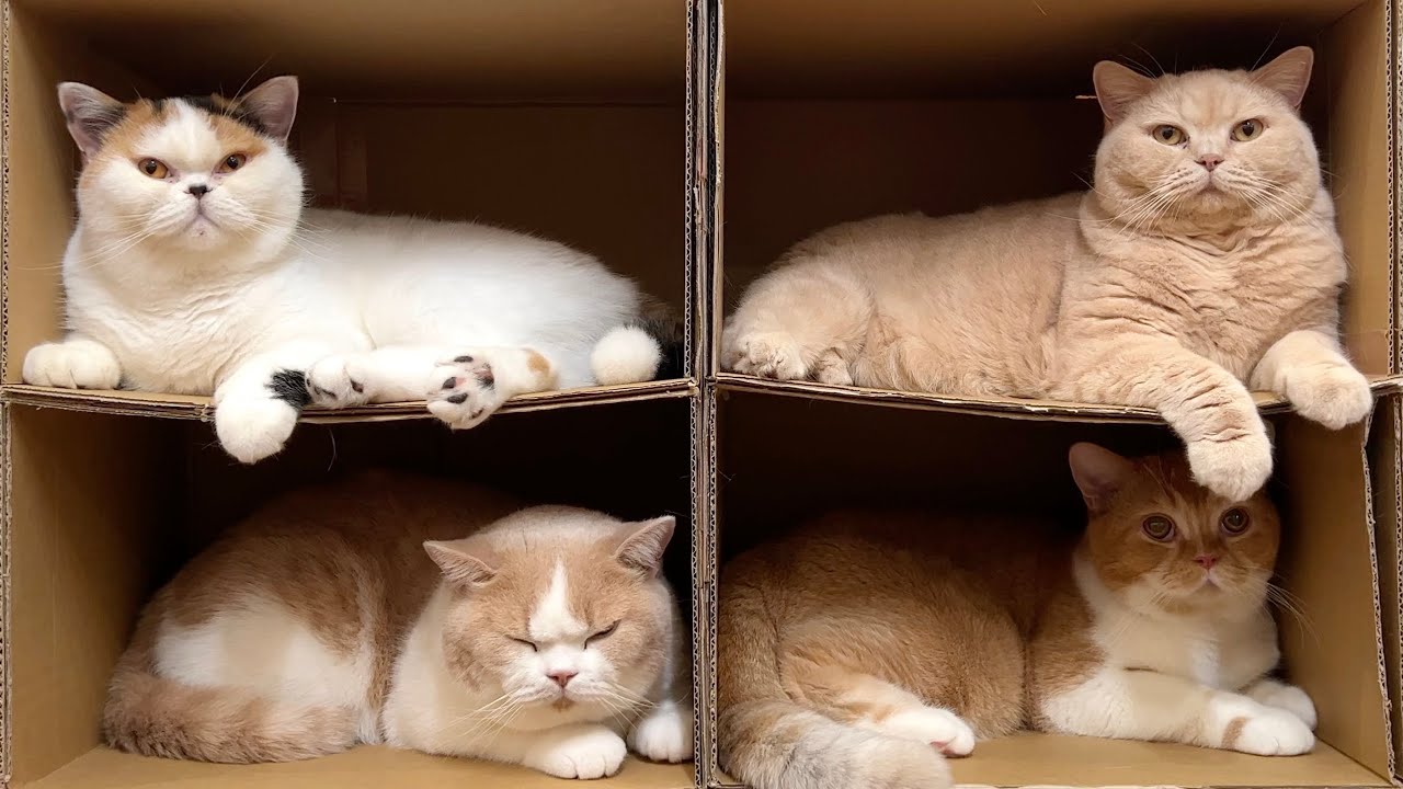 猫のカプセルホテルをオープン