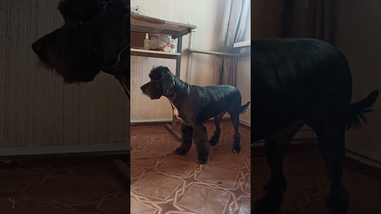 Metis Richie.Transformation of a dog after a haircut!/Метис Ричи. Преображение собаки после стрижки!
