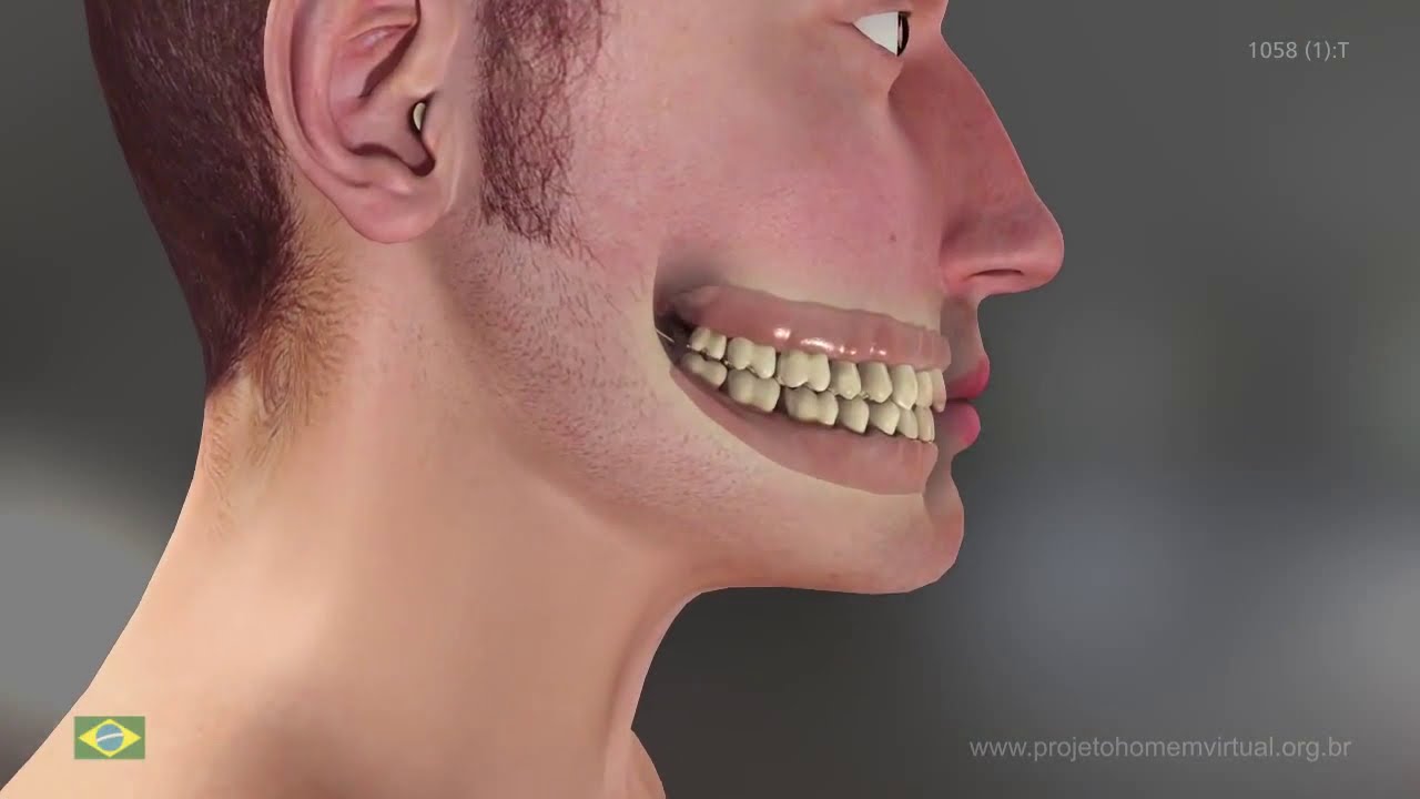 VIRTUAL MAN PROJECT | Caries Lesion Formation and severity stages according to ICDAS