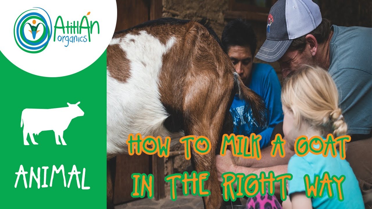 How To Milk A Goat In The Right Way | Goat Milking | Atitlan Organics
