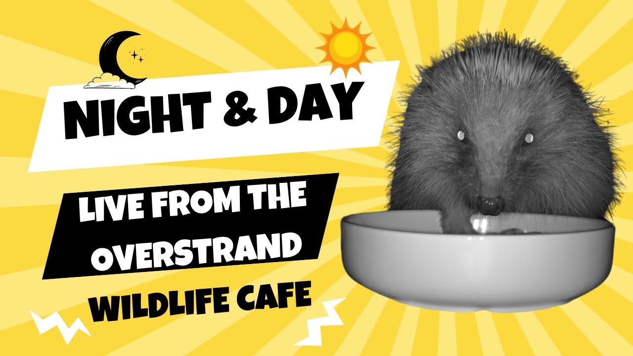 Hedgehog Visiting Our Garden 🦔 Live Wildlife Cam 7 February 2026