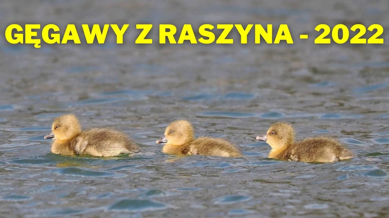 Gęgawy z Raszyna  2022