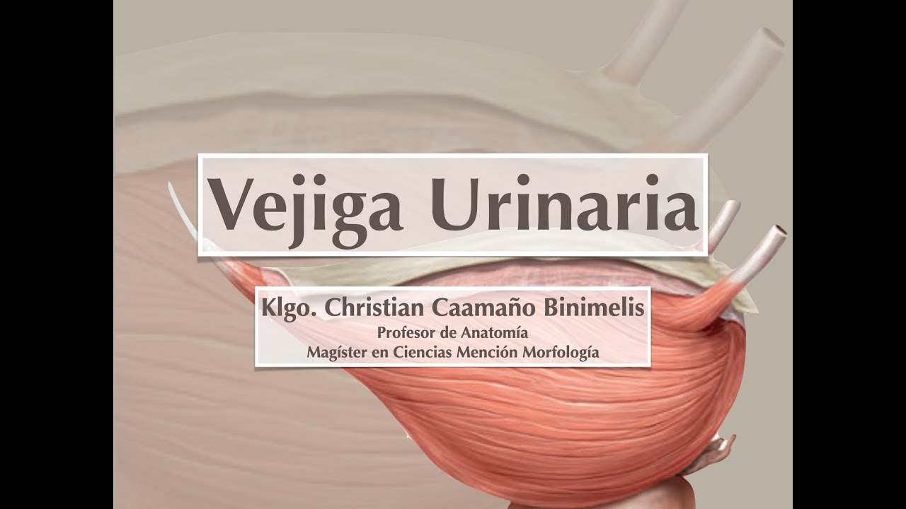 Vejiga urinaria