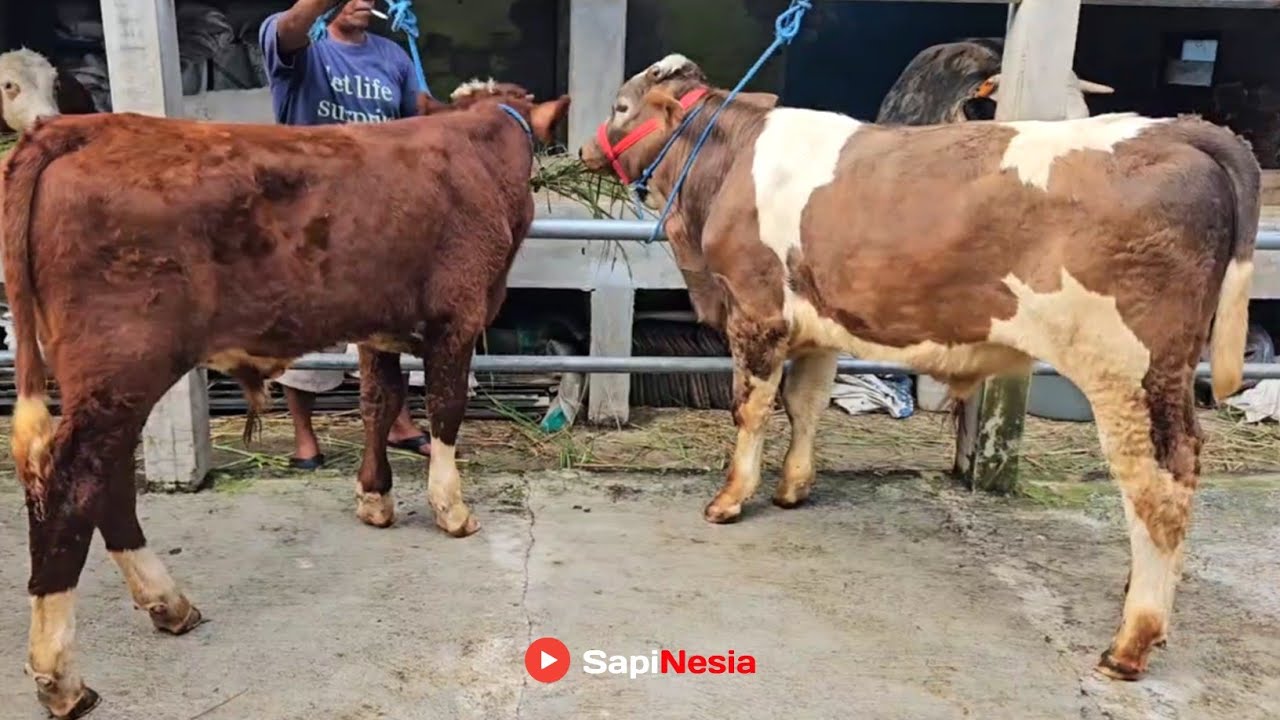 2 Pasaran Libur !! Kali Ini Ready Kembali Bibitan Pedet Kandang Riza Andi Farm !!