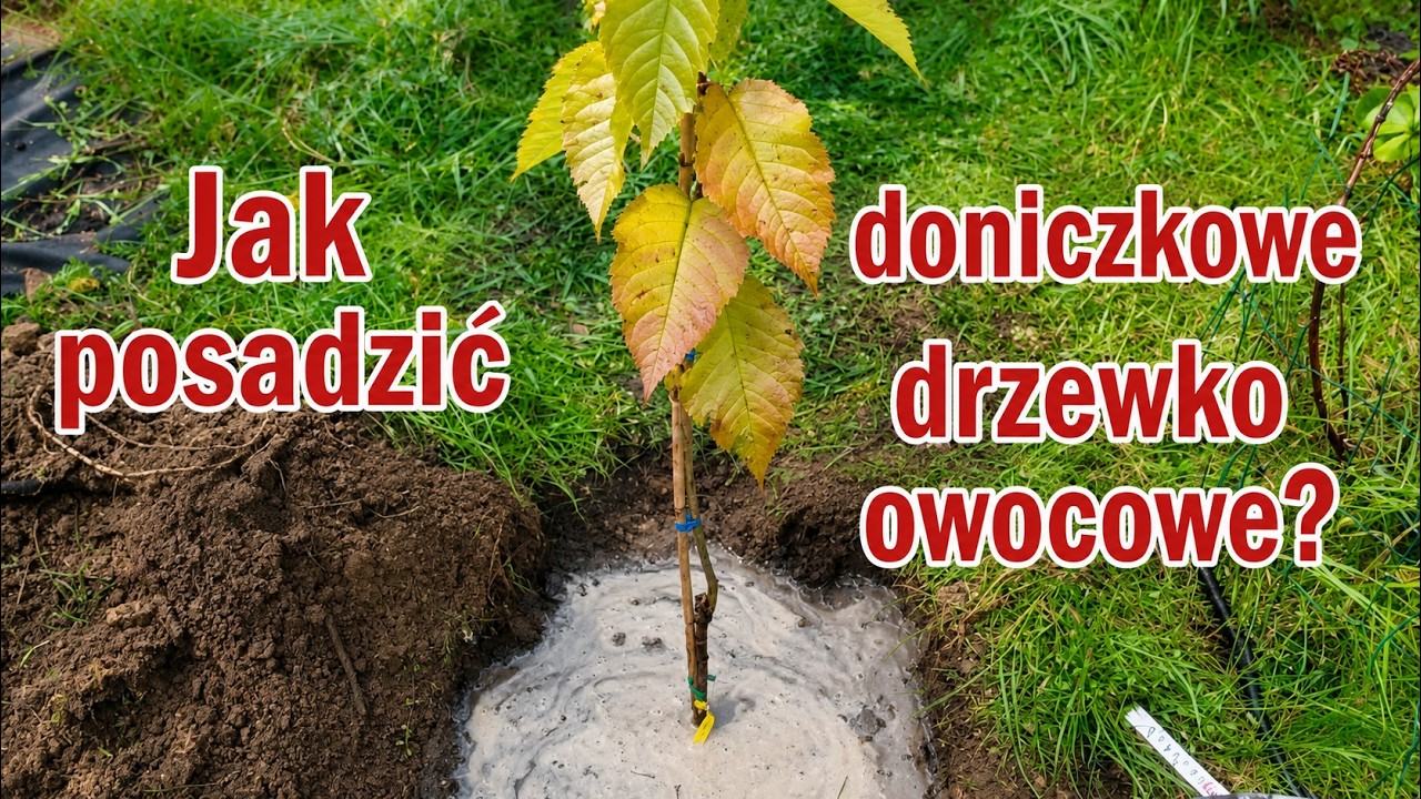 Jak posadzić drzewko owocowe - poradnik