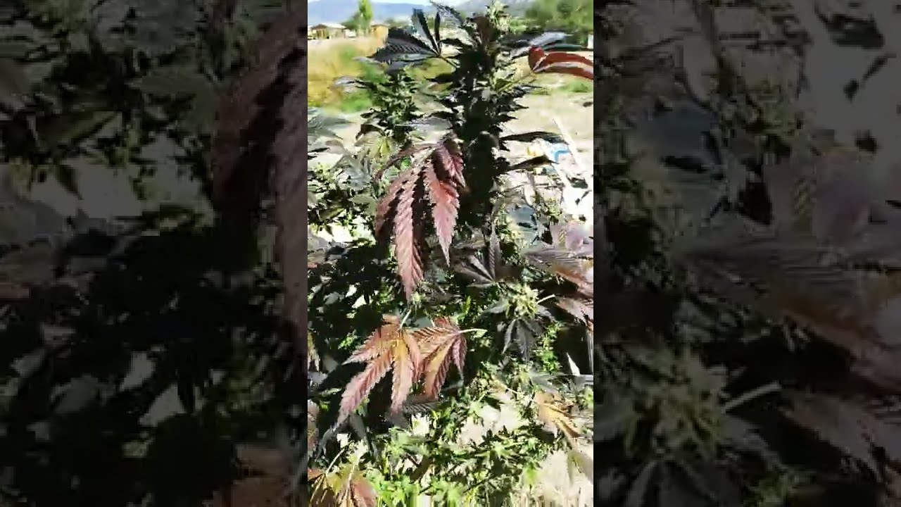 GROWING CANNABIS...