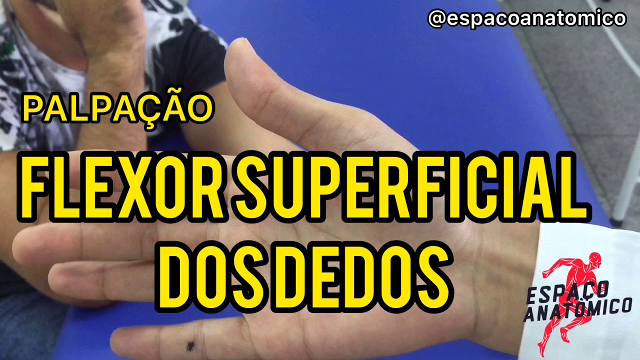 FLEXOR SUPERFICIAL DOS DEDOS