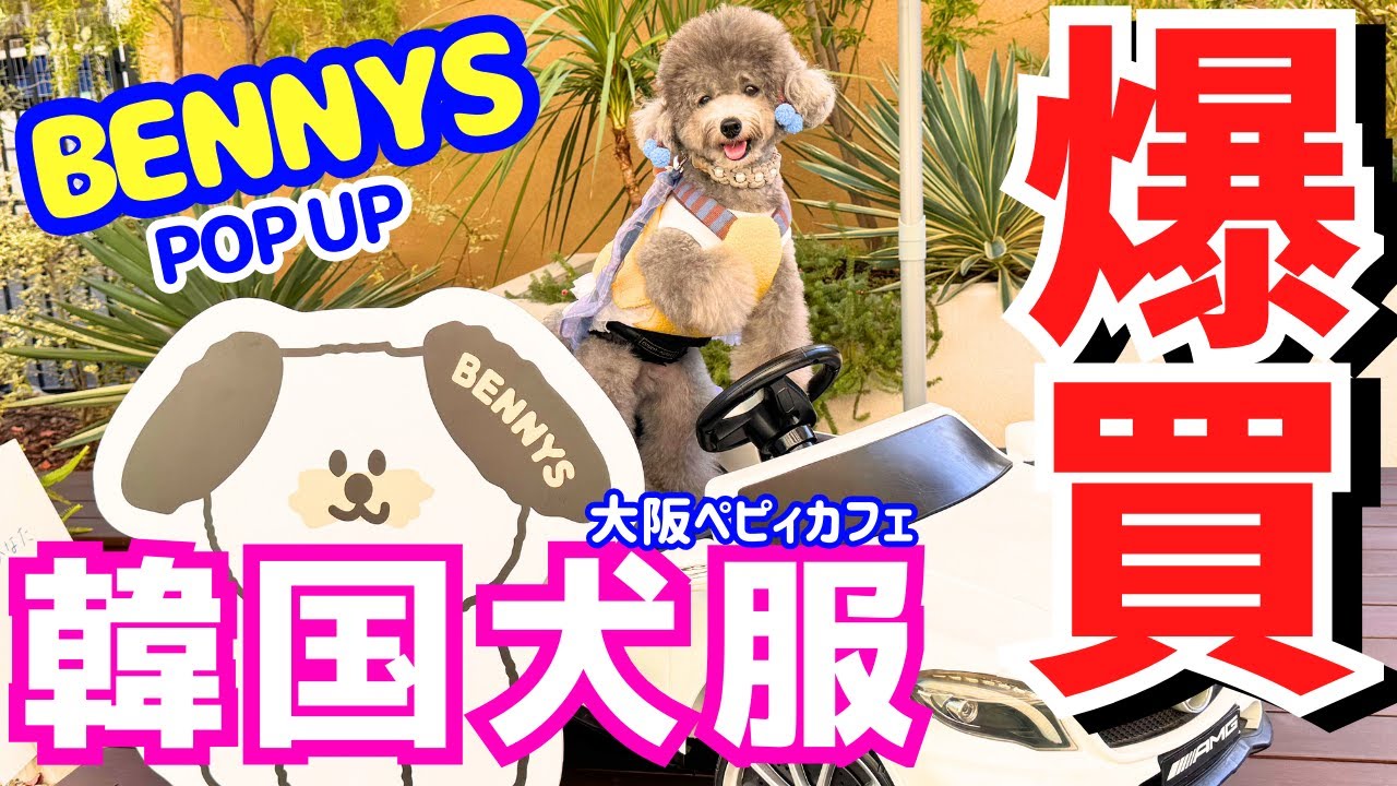 【最新トレンド】韓国犬服が可愛すぎて爆買いしてしまいました💦【BENNYS】㏌大阪PEPPY CAFE