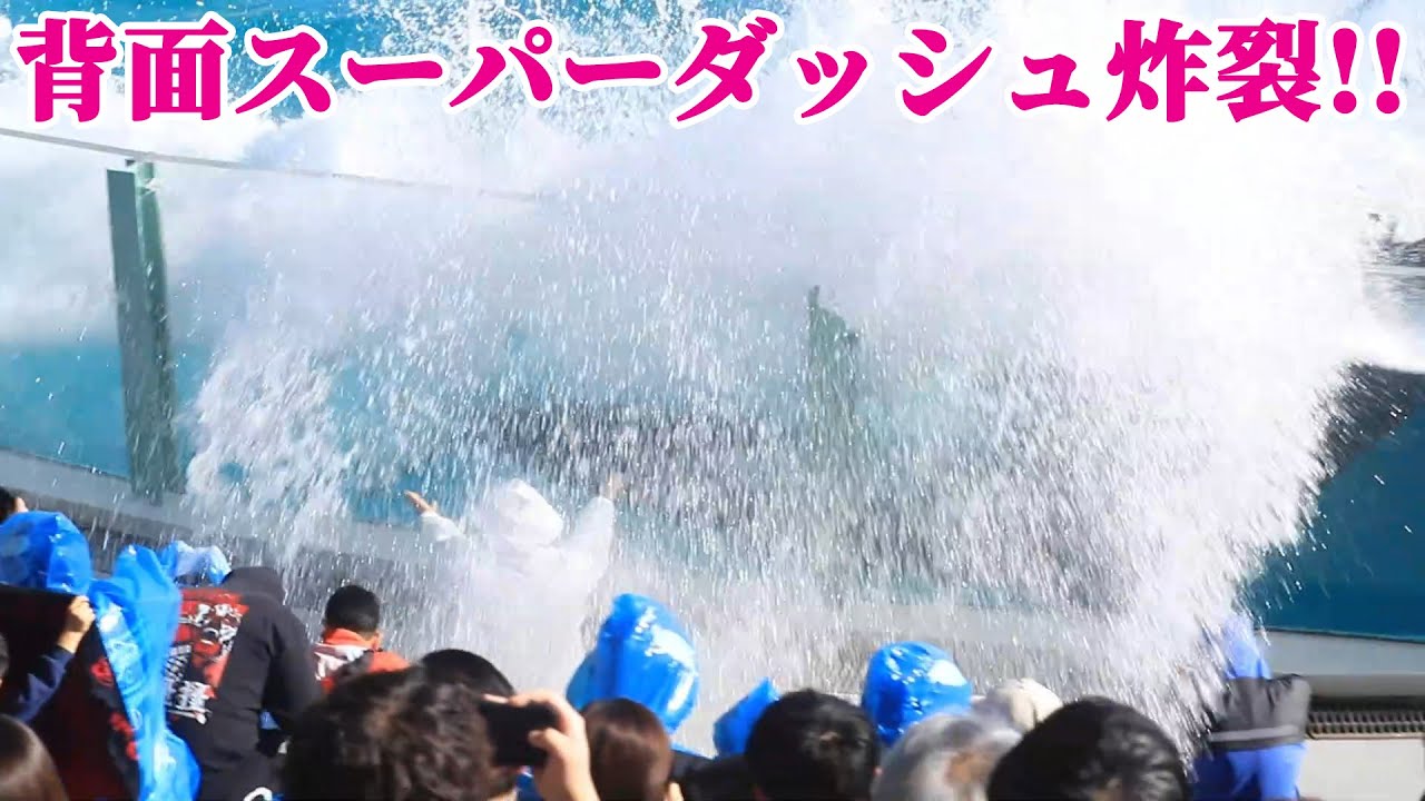 「ずぶ濡れ最高!!」ララの背面スーパーダッシュ炸裂!! 鴨川シーワールド シャチショー KamogawaSeaWorld  orca killerwhale