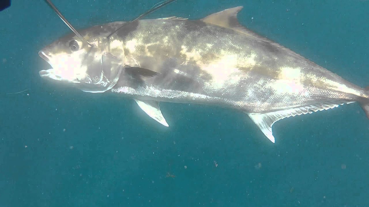 Pez lim&oacute;n de 55 kg