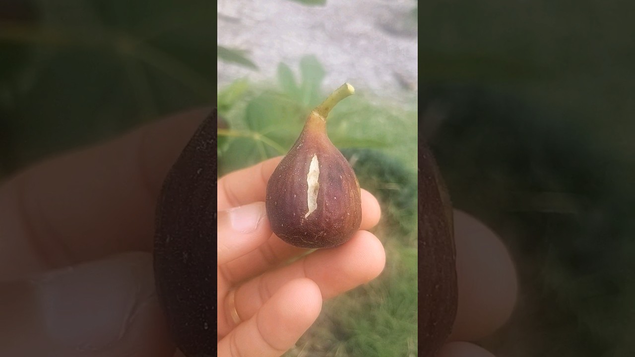 this is one of the BEST FIGS ever: sao miguel roxo #shorts #growyourownfood #figs #garden #tasty