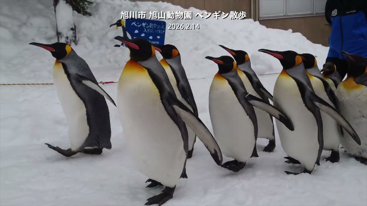 旭山動物園ペンギン散歩