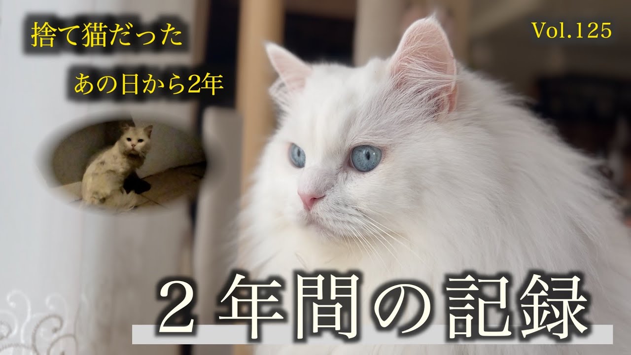 捨て猫だった理由が明らかに！？野良猫だったあの日から2年...今明かされる悲しい現実A beautiful cat who transformed from a stray cat