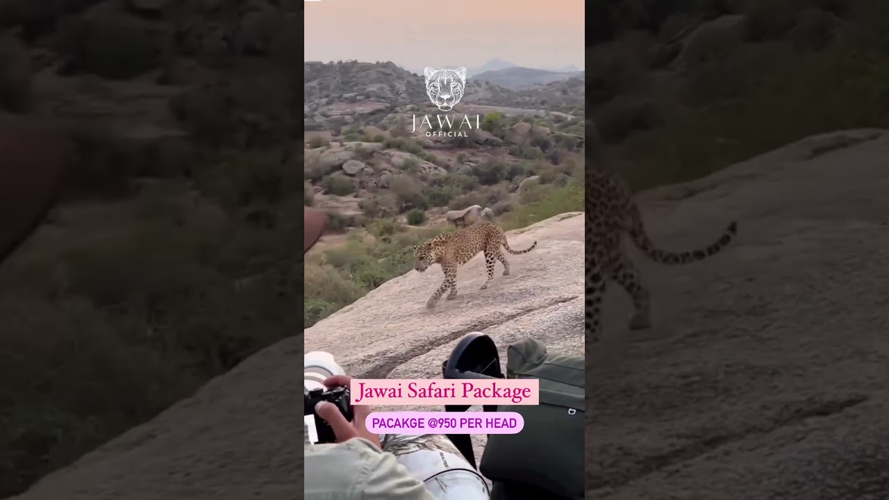 Jawai Jungle Safari | Leopard Safari | HillSafari | Jawai Bandh | Sumerpur | ManishSolanki Vlogs