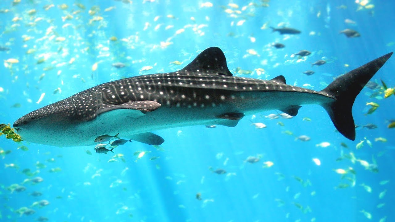 Types of Sharks - Learning about Sharks for Children