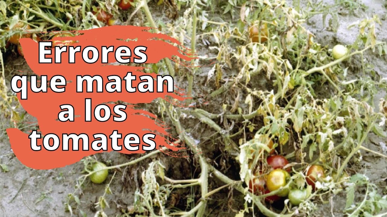 Errores Que Matan Una Plántula De Tomate - No Te Rindas Al Tizón Temprano #tomate