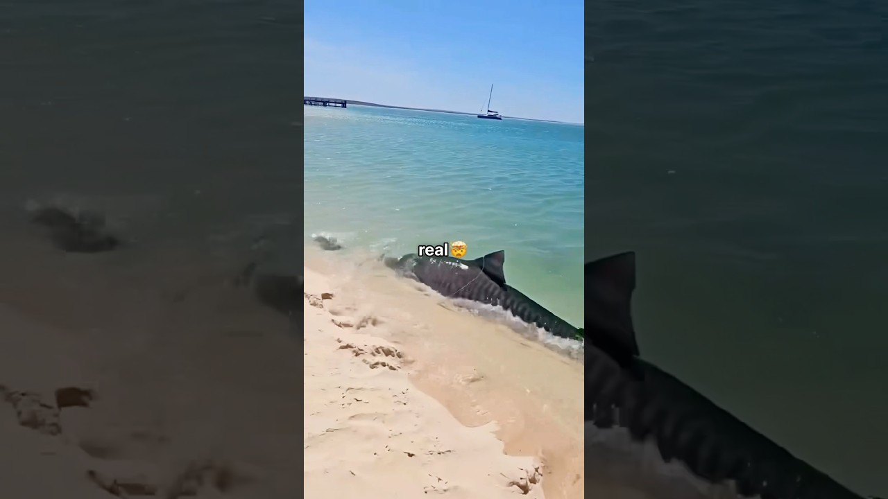 Encontr&eacute; un Tibur&oacute;n Real a la Orilla del Mar 🦈