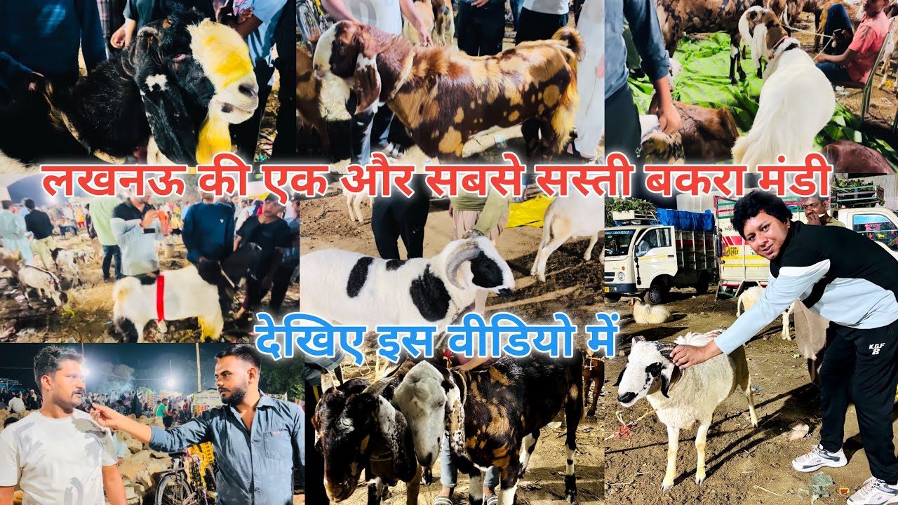 Lucknow ki Bakra Mandi | लखनऊ की सबसे सस्ती बकरा मंडी | Bakra Eid special #bakramandi #vlog #india