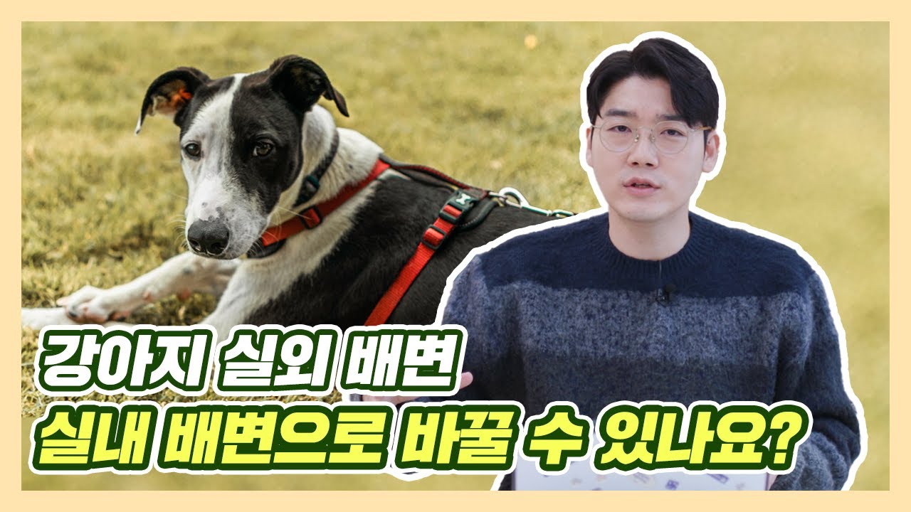 강아지 실외 배변, '실내 배변'으로 바꾸는 방법이 있나요? | 설채현 행동학 수의사