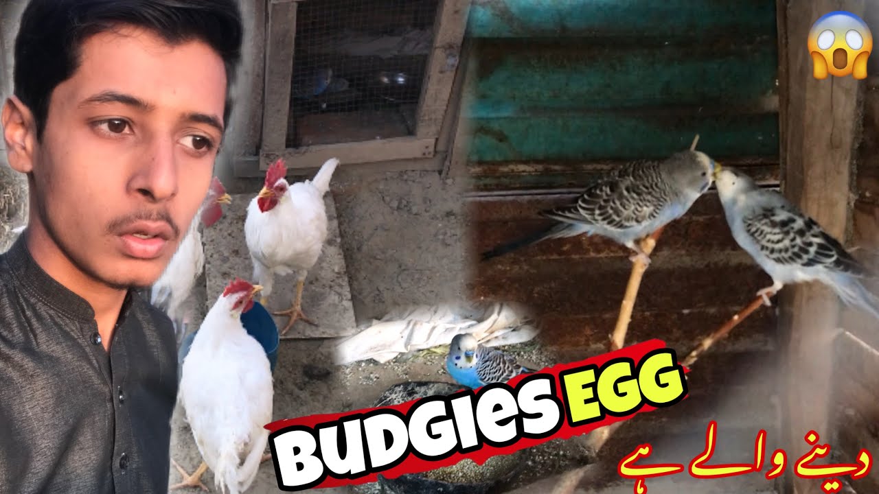 Budgies Egg Dana Waly Hein I Budgies Baby | Crazy Bhatti 