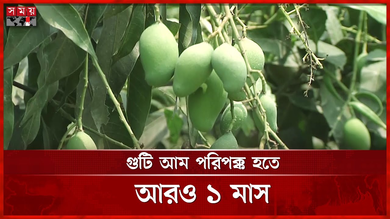 রাজশাহী অঞ্চলে ১০ হাজার কোটি টাকার আমের বাজার | Mango garden | Rajshahi | Somoy TV