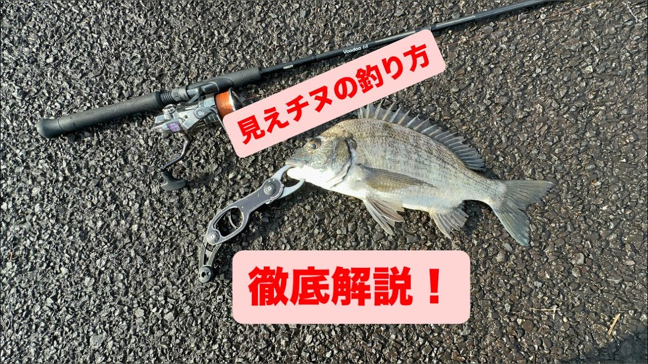 見えチヌの釣り方を徹底解説！【チニング】