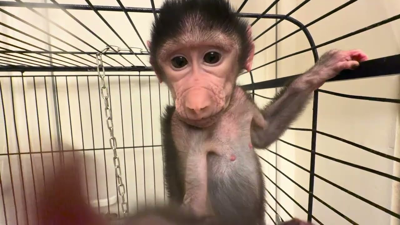 Николь ест только со мной и нужно точно знать как она любит сидеть, а то есть НЕ БУДЕТ😁