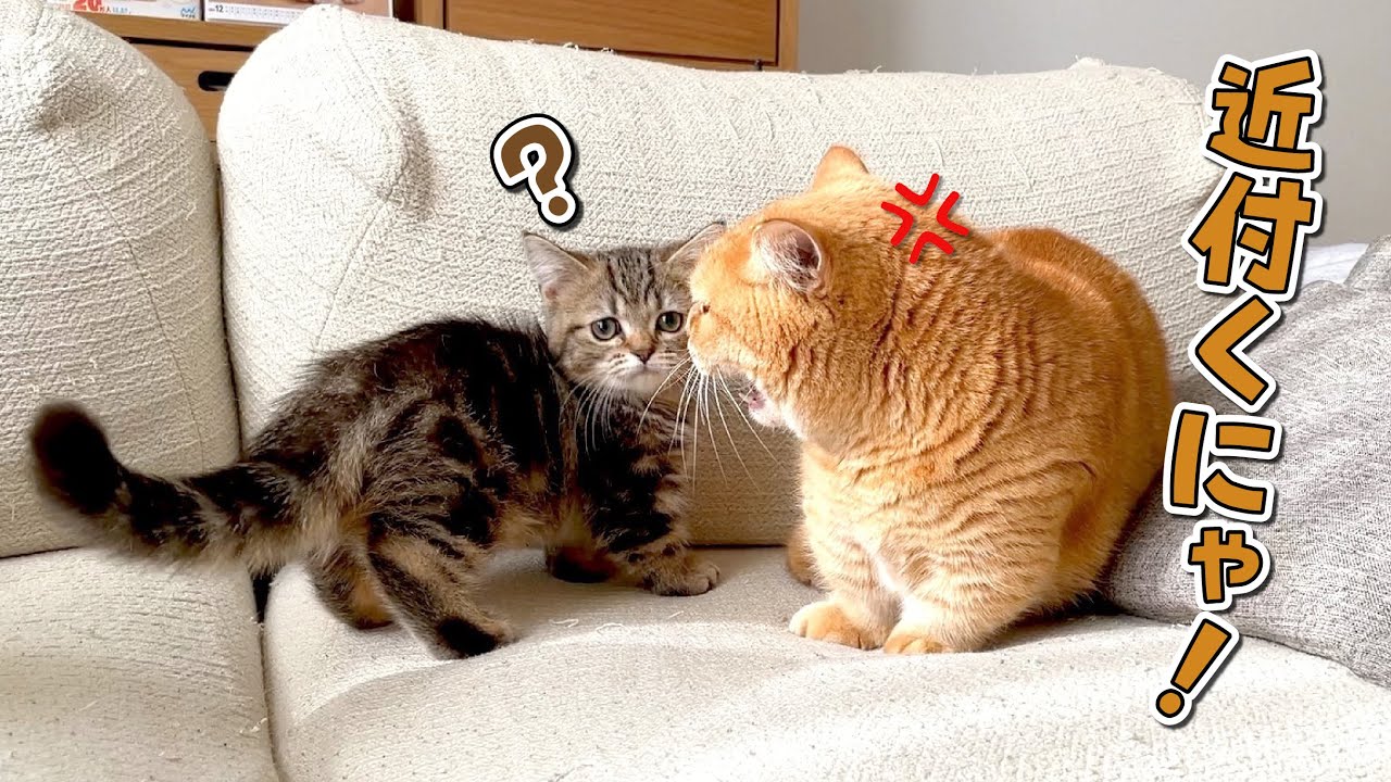 ワクチン帰りの子猫の匂いで病院を思い出しちゃった先住猫