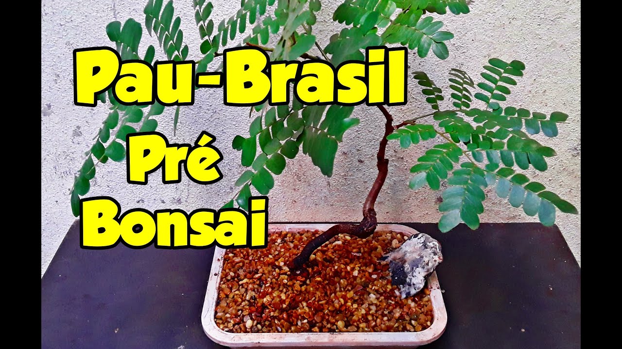 Bonsai de Pau-Brasil (Paubrasilia echinata) - T&eacute;cnica de Aramagem