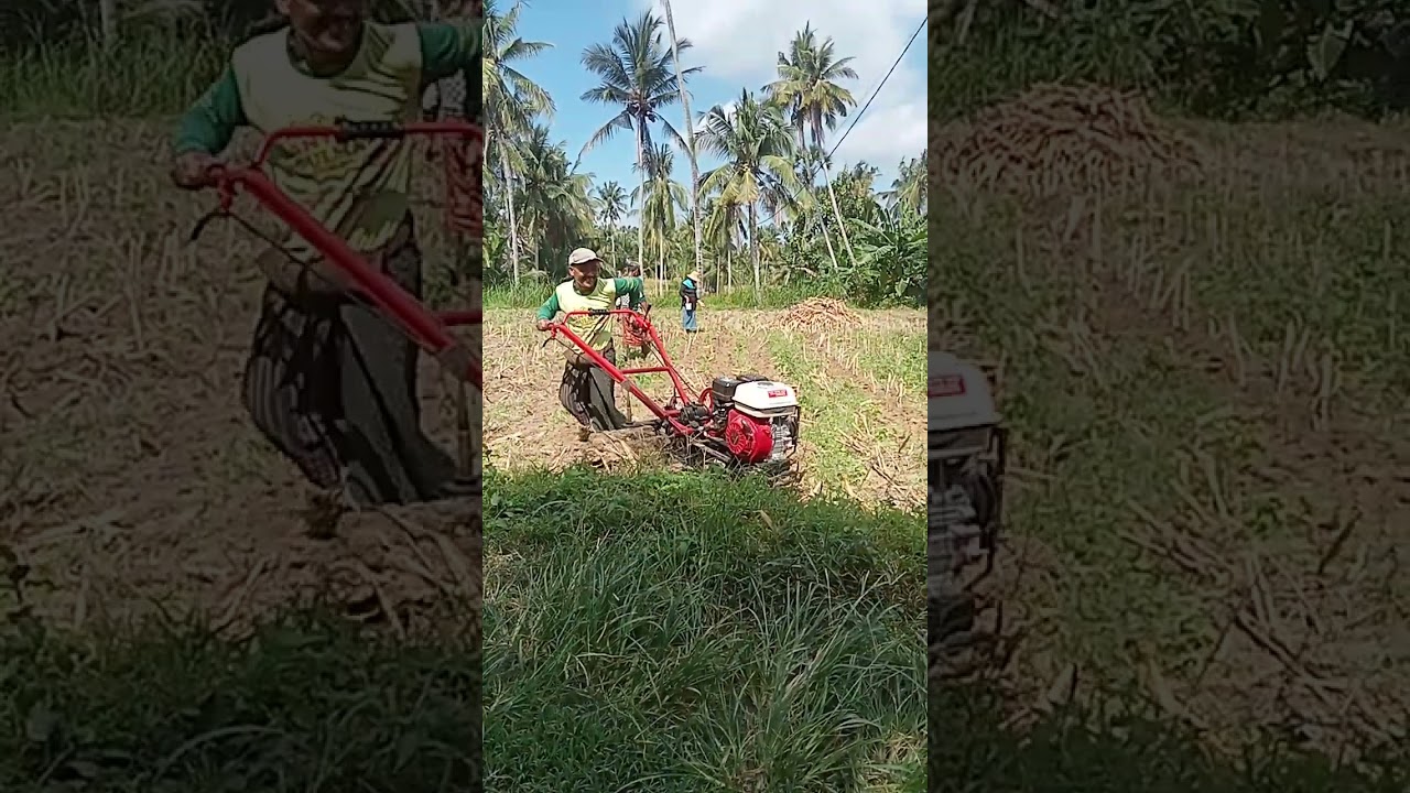 nanam jagung versi sendiri