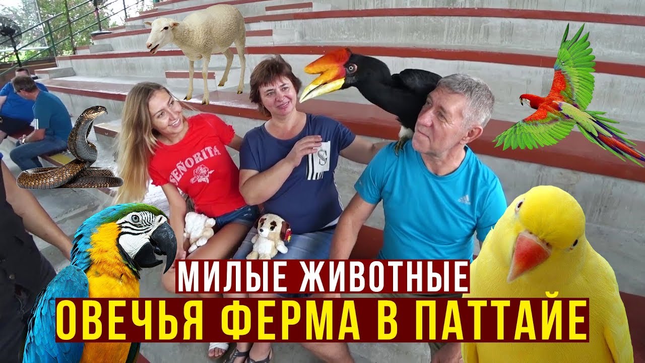 Как Лечим Папу в Тайланде - Мама целует Змею в Паттайе, Вкусная Пиццерия