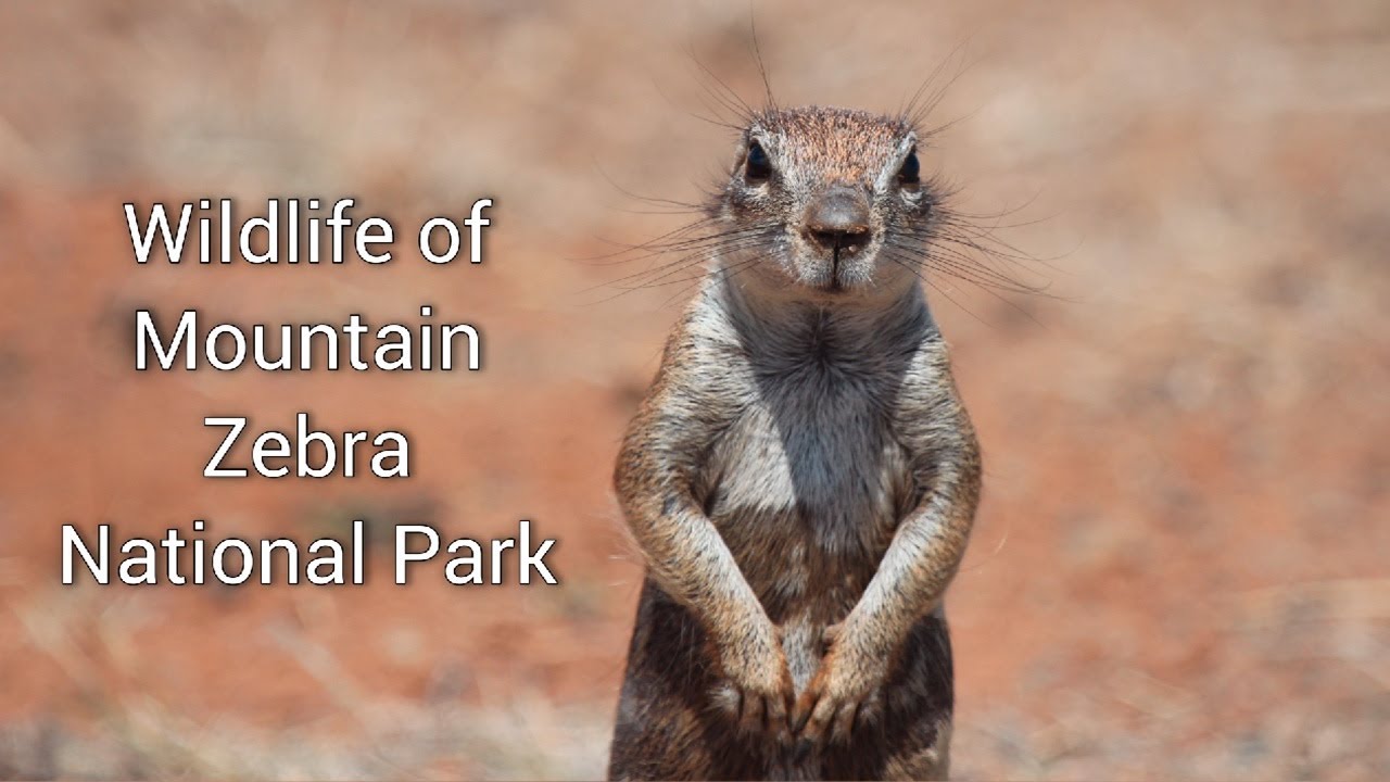 Photographic Slideshow of Wildlife in Mountain Zebra National Park, South Africa