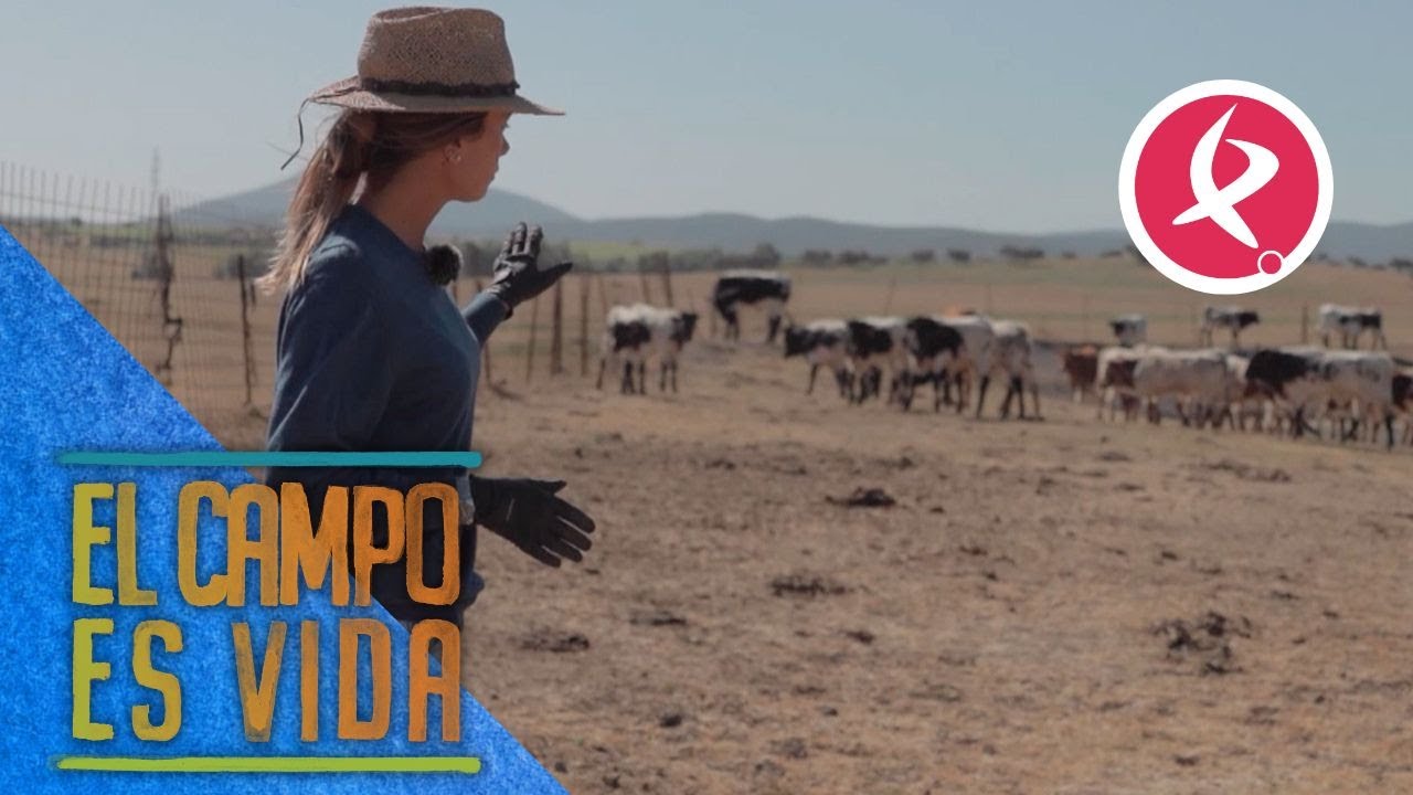 La Asociación del Berrendo estudia 32 novillas en la finca de Aurora  | El campo es vida