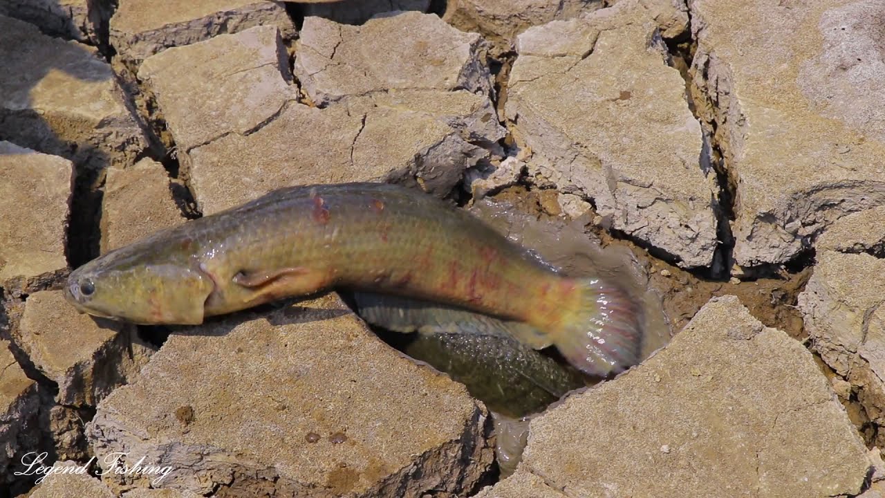 Technique Fishing Smart Boy Using Special Powder For Catch A Lot Of Fish From Underground Hole