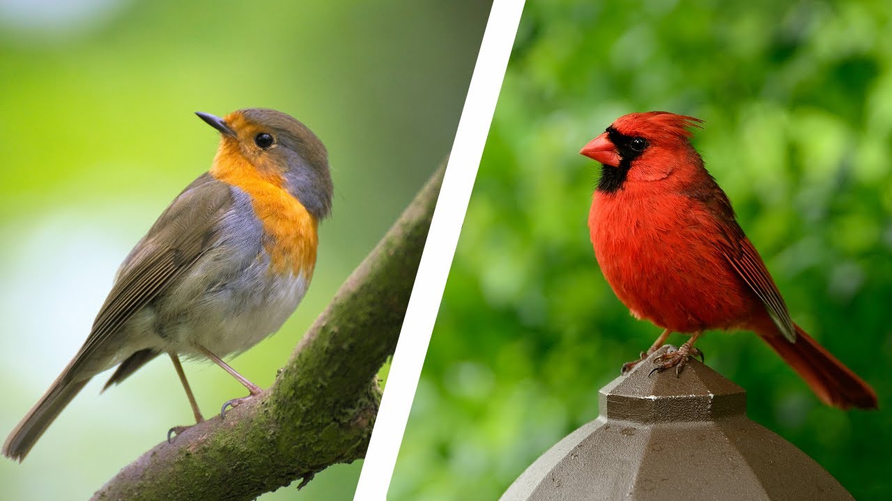 How to Identify Different Types of Birds | bird species identification