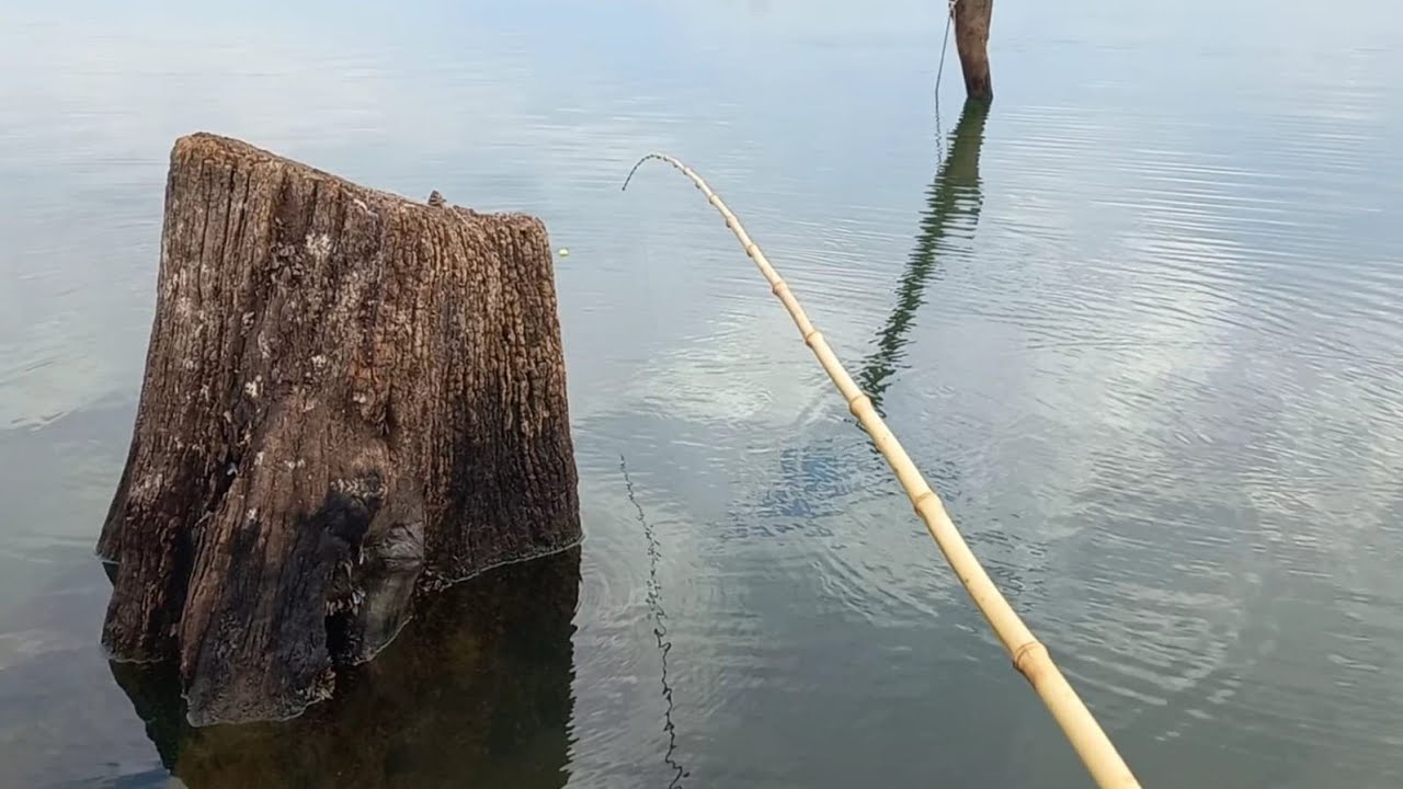 Pescaria de tucunaré gigante e traíra no bambu usando ceva natural Rio marinheiro Cardoso sp