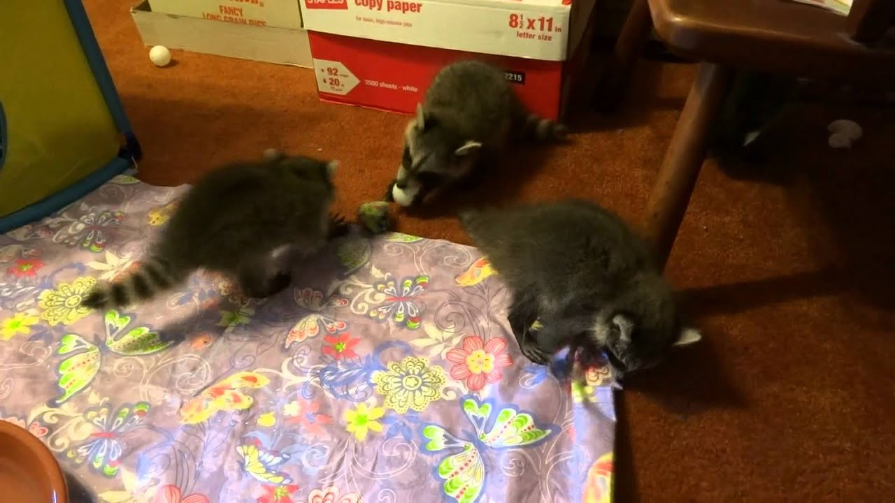 Raccoon Beach (Raccoon Babies ~ 8 Weeks Old)
