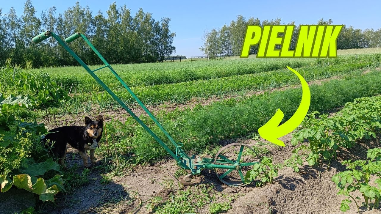 Pielnik, opielacz ręczny. Niby zabytek a ciągle się przydaje