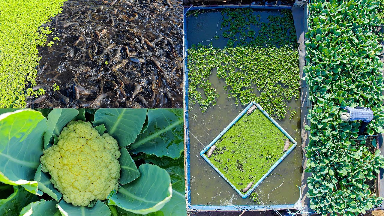 I Made a DIY Aquaponic System to Raise Walking Catfish and Grow Cauliflower in my backyard (part 1)