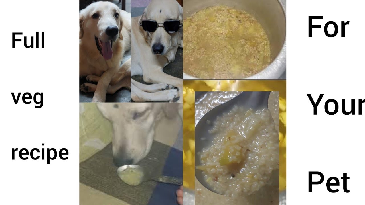 Full veg recipe for your pet..পুরো নিরামিষ রেসিপি আমদের  fur baby দের জন্য। ।    @Dailytale