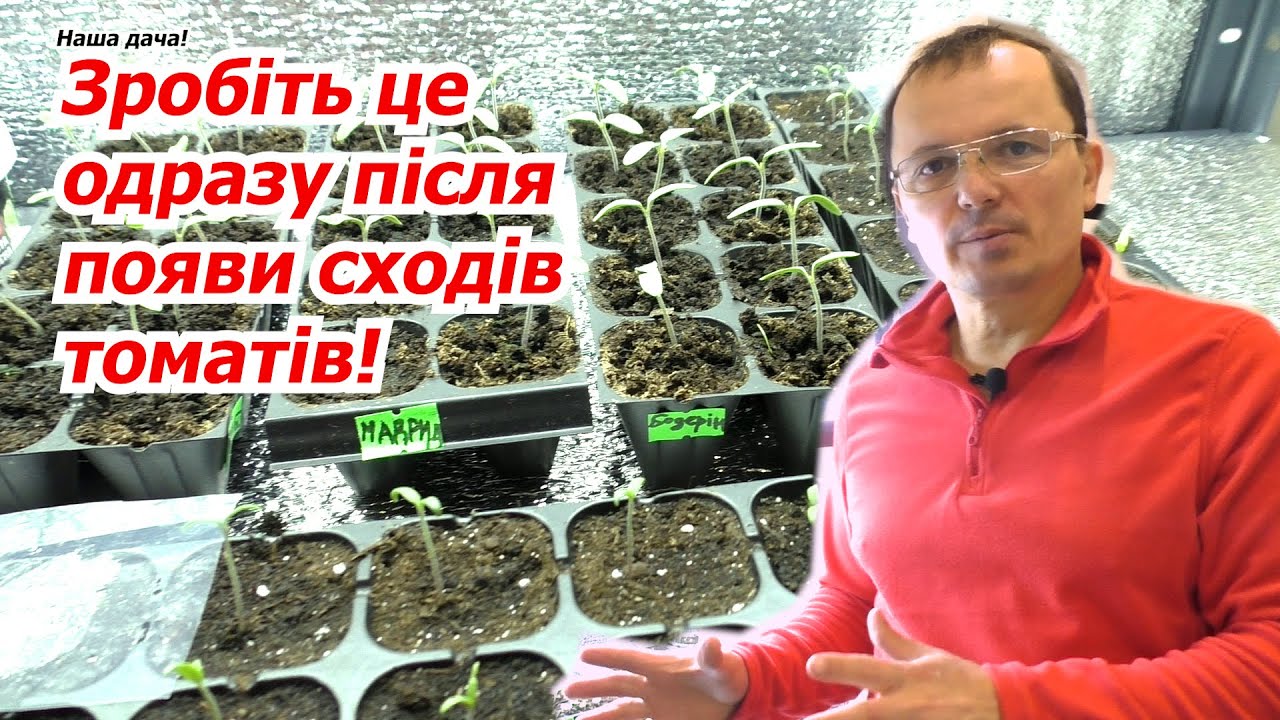 Розсада томатів ніколи не потягнется, якщо з нею так зробити.
