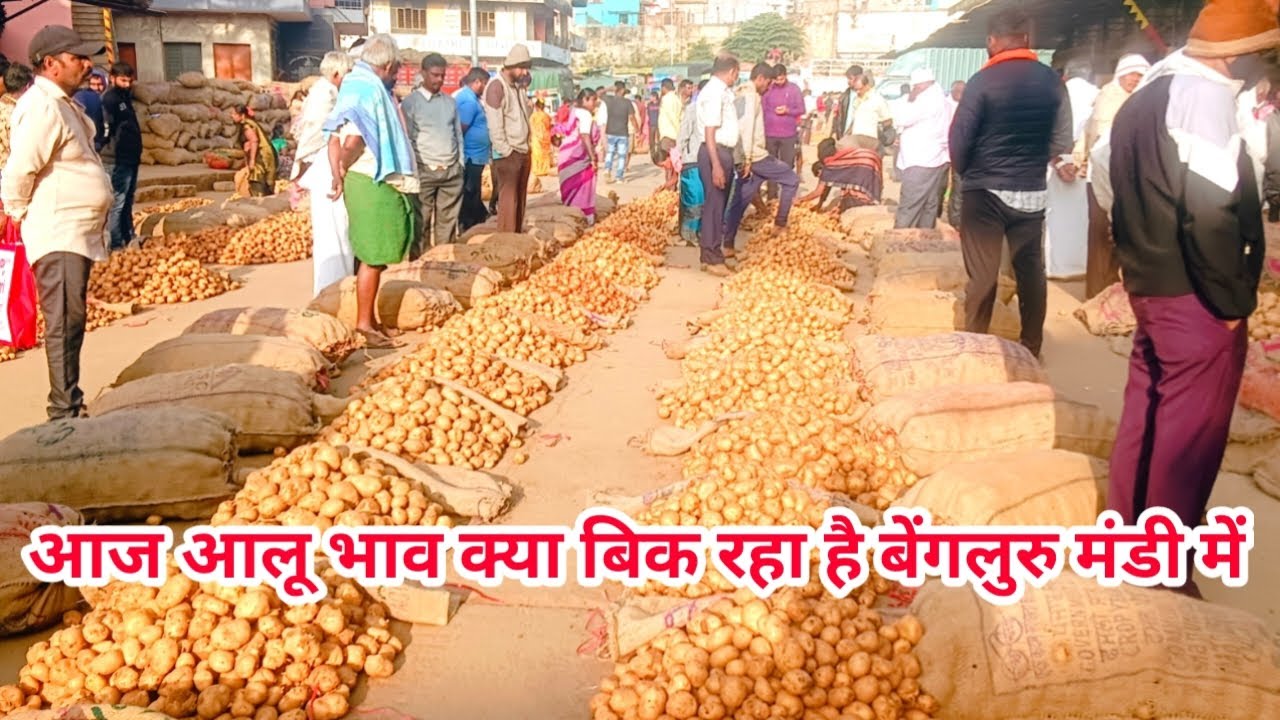 24/12/2025 Bengaluru Yashwantpur Agra Aloo Mandi Bhav Today | Wholesale Potato Rate Update 🥔 