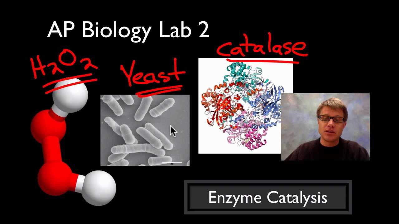 AP Biology Lab 2: Enzyme Catalysis