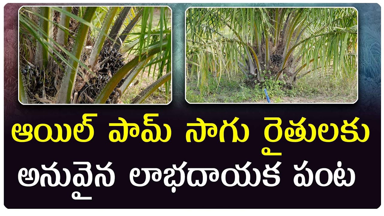 ఆయిల్ పామ్ సాగు రైతుల పాలిట ఓ వరం గా భావించొచ్చు ముఖ్యంగా ఆయిల్ పామ్ దేశ ప్రగతికి సూచికగా చెప్పొచ్చు