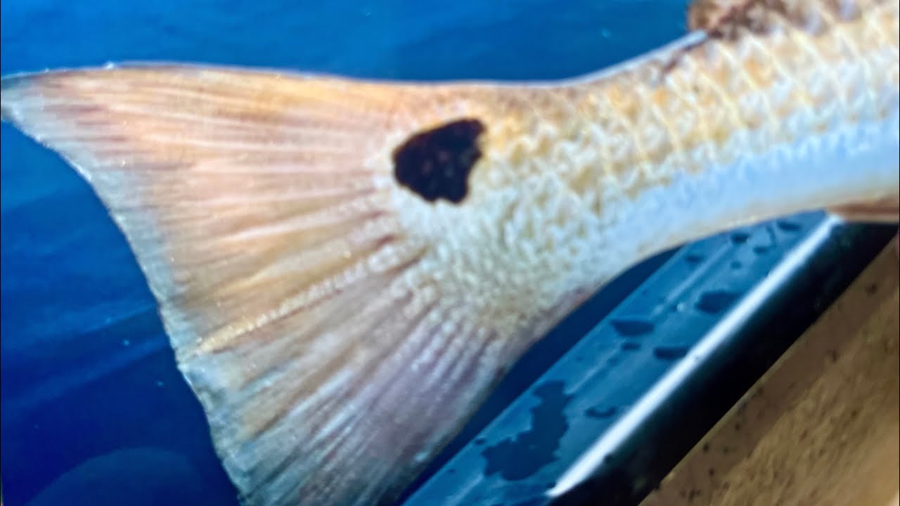 Catch and Cook Redfish: Grilled on the Half-Shell